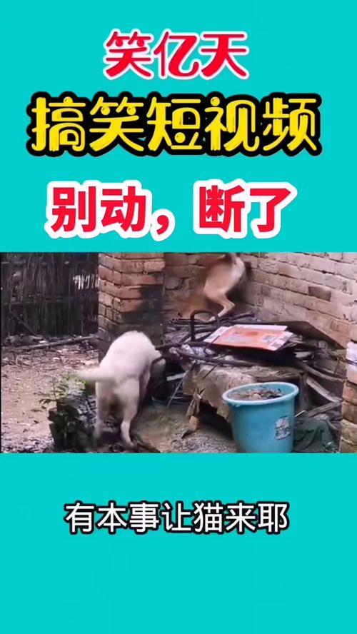 爆料搞笑公司视频大全集